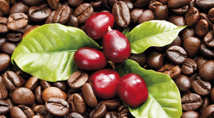 Kahve, nasıl kahve oluyor? Nasıl yetişiyor?